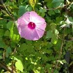 Ipomoea cordatotriloba flower picture by john john (cc-by-sa)