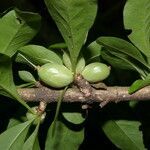 Randia aculeata fruit picture by Nelson Zamora Villalobos (cc-by-nc)