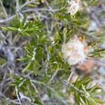 Chiliotrichum diffusum flower picture by Senger Mario (cc-by-sa)