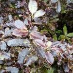 Pittosporum tenuifolium habit picture by Caw Vus (cc-by-sa)