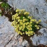 Saxifraga moschata flower picture by Andrea Schieber (cc-by-sa)