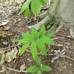 Polygonatum pubescens leaf picture by Callie Hagemeister (cc-by-sa)