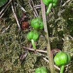 Pyrola chlorantha fruit picture by jeclerencia (cc-by-sa)