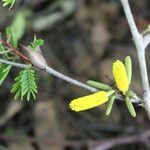 Vachellia collinsii habit picture by Nelson Zamora Villalobos (cc-by-nc)