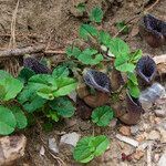 Aristolochia cretica flower picture by JotHa (cc-by-sa)