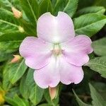 Impatiens walleriana flower picture by Enriquez Audelio (cc-by-sa)