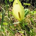 Arum italicum flower picture by brigitte zanella (cc-by-sa)