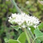 Mikania periplocifolia flower picture by Trap Hers (cc-by-sa)