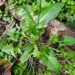 Sonchus oleraceus habit picture by Didier EYCHENNE (cc-by-sa)