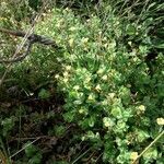 Hypericum elodes habit picture by beurny (cc-by-sa)