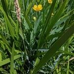 Ranunculus lingua habit picture by Gaël Covain (cc-by-sa)