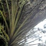 Tillandsia tenuifolia leaf picture by Trap Hers (cc-by-sa)