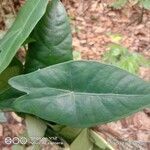 Alocasia longiloba leaf picture by sumiyati winardi (cc-by-sa)