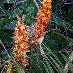 Hedychium gardnerianum fruit picture by Loïd COZEMA (cc-by-sa)