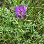 Astragalus onobrychis flower picture by Denis Bastianelli (cc-by-sa)