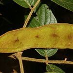 Lonchocarpus ferrugineus fruit picture by Nelson Zamora Villalobos (cc-by-nc)