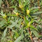 Cistus ladanifer leaf picture by Sánchez Verdejo Toñi (cc-by-sa)