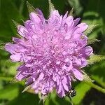 Knautia arvernensis flower picture by Laurent GUILLAUME (cc-by-sa)