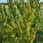 Rumex longifolius habit picture by soffie (cc-by-sa)