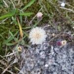 Erigeron acris flower picture by Tom Jakob (cc-by-sa)