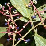 Miconia affinis fruit picture by Nelson Zamora Villalobos (cc-by-nc)