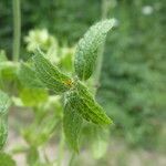 Stachys annua leaf picture by Llandrich anna (cc-by-sa)