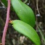 Bomarea crassifolia leaf picture by Fabien Anthelme (cc-by-sa)