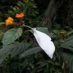 Mussaenda frondosa leaf picture by lithos simeon (cc-by-sa)