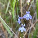 Lobelia kalmii flower picture by ben vc (cc-by-sa)