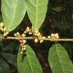 Sorocea affinis fruit picture by Nelson Zamora Villalobos (cc-by-nc)