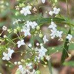 Galium aristatum flower picture by Francois Mansour (cc-by-sa)