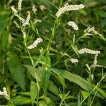 Persicaria lapathifolia habit picture by Martin Bishop (cc-by-sa)