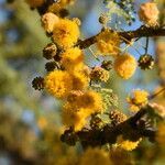 Vachellia caven flower picture by Muzzachiodi Norberto (cc-by-sa)