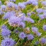 Jasione crispa flower picture by Aitor Pérez de Lezeta Leiun (cc-by-sa)