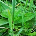 Avenula pubescens leaf picture by Ieg (cc-by-sa)