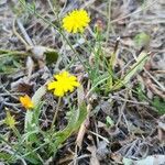 Crepis micrantha habit picture by Nicolas PELÉ (cc-by-sa)