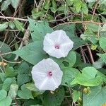 Ipomoea pandurata flower picture by Avery John (cc-by-sa)