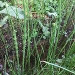 Equisetum fluviatile leaf picture by brian palante (cc-by-sa)