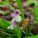 Galearis spectabilis flower picture by Kayla Parr (cc-by-sa)