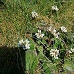 Cochlearia anglica habit picture by Harry Jones (cc-by-sa)