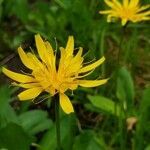 Microseris borealis flower picture by Ethan Greer (cc-by-sa)