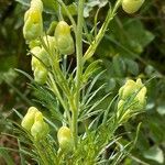 Aconitum anthora leaf picture by F. Manzano (cc-by-sa)