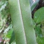 Blechnum attenuatum leaf picture by Sarami (cc-by-sa)