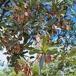 Terminalia sericea leaf picture by Bertus Franken (cc-by-sa)