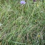 Scabiosa cinerea habit picture by Francois Mansour (cc-by-sa)