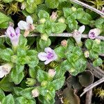 Clinopodium nubigenum flower picture by Fabien Anthelme (cc-by-sa)