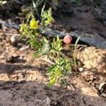 Melilotus sulcatus habit picture by Catherine Philipona (cc-by-sa)