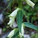 Digitalis lutea flower picture by Franco Colnago (cc-by-sa)