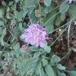 Scabiosa cinerea leaf picture by nicolas marty (cc-by-sa)