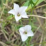 Convolvulus crenatifolius flower picture by Trap Hers (cc-by-sa)